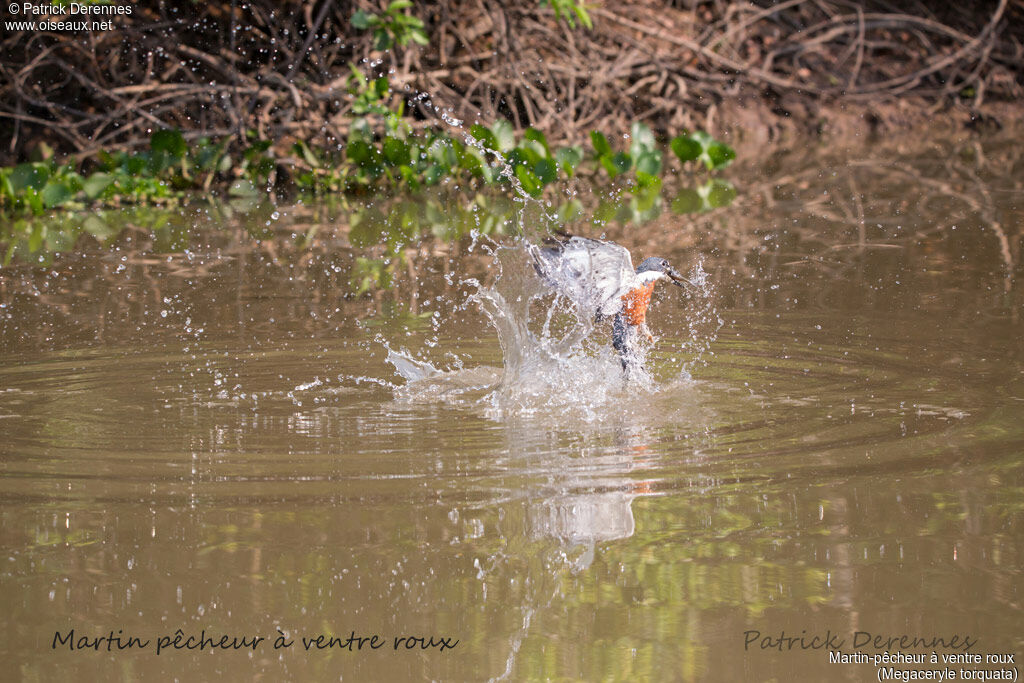 Ringed Kingfisher, identification, habitat, Flight, feeding habits, fishing/hunting