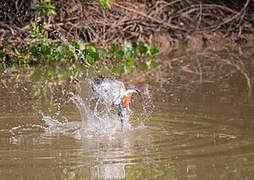 Ringed Kingfisher