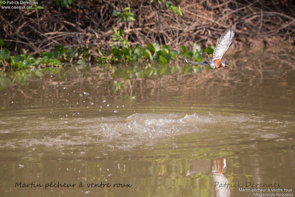 Ringed Kingfisheradult, identification, habitat, Flight, feeding habits, fishing/hunting