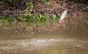 Ringed Kingfisher