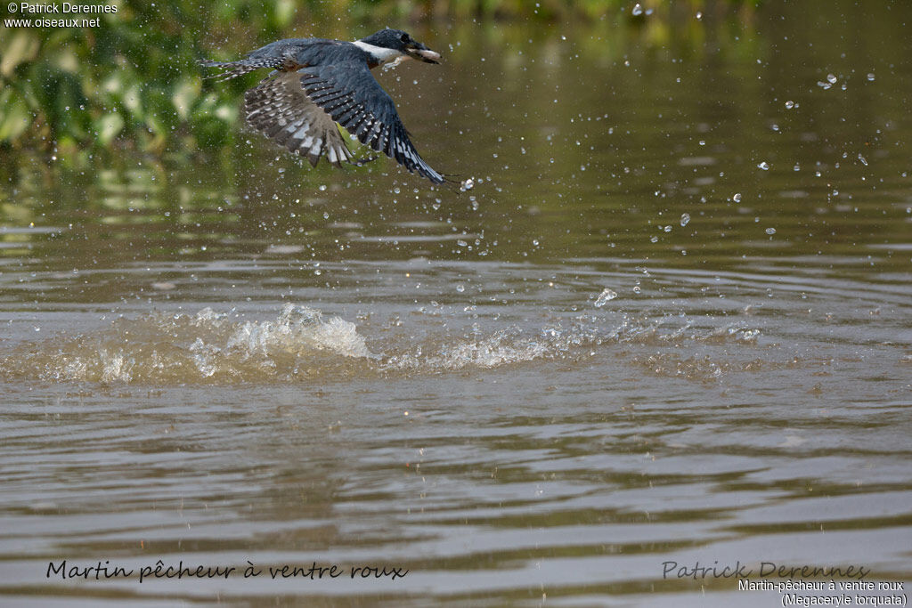 Ringed Kingfisher, identification, habitat, Flight, feeding habits, fishing/hunting