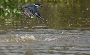 Ringed Kingfisher