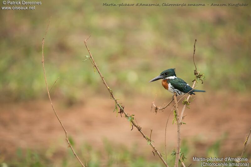 Amazon Kingfisher, identification, habitat