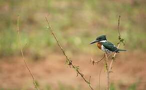 Amazon Kingfisher