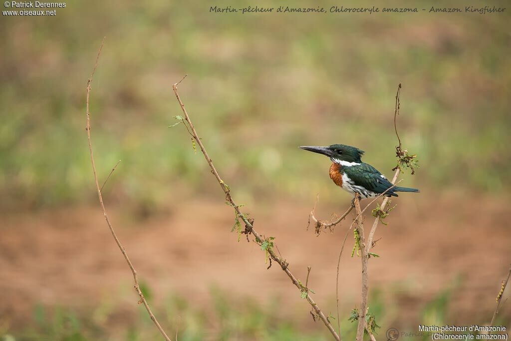 Martin-pêcheur d'Amazonie, identification, habitat