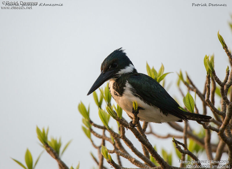 Amazon Kingfisher, identification, close-up portrait