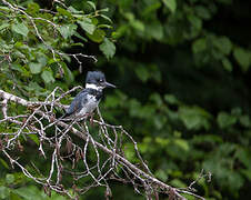 Belted Kingfisher