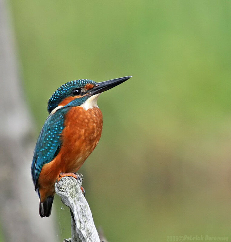 Common Kingfisher