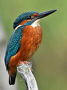 Common Kingfisher