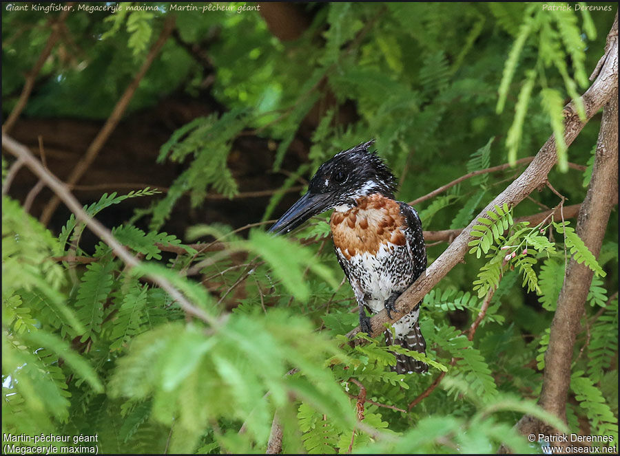 Giant Kingfisheradult, identification