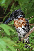 Giant Kingfisher