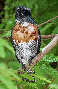 Giant Kingfisher