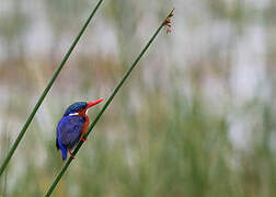 Malachite Kingfisher