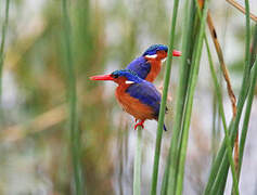 Malachite Kingfisher