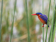 Malachite Kingfisher