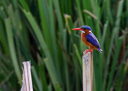 Malachite Kingfisher