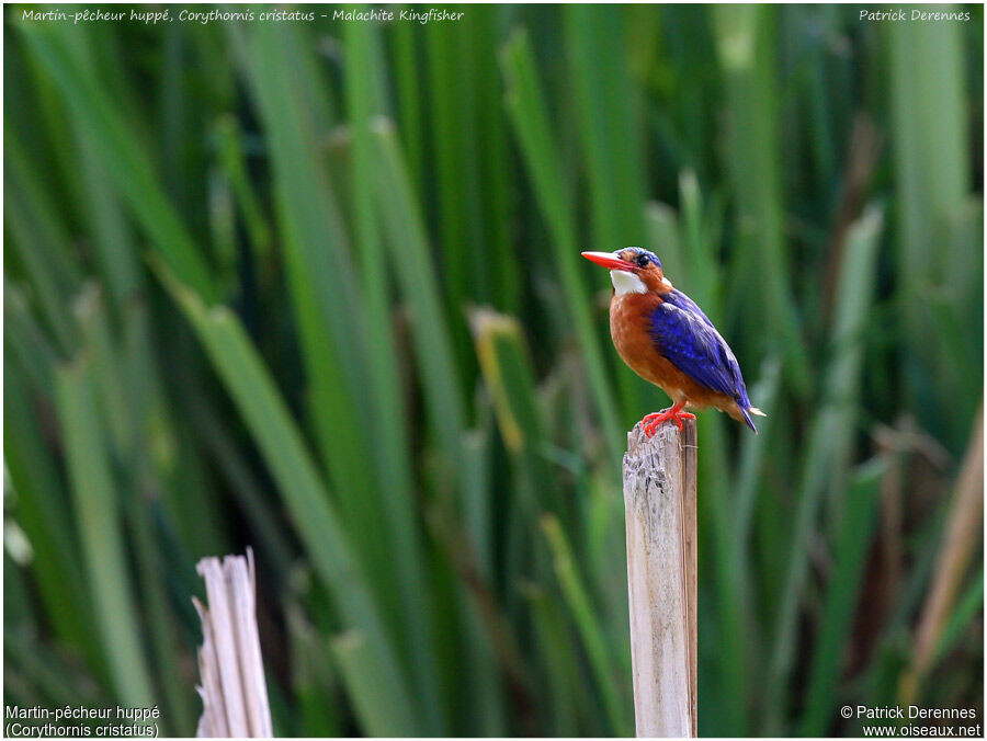 Malachite Kingfisheradult, identification