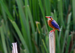 Malachite Kingfisher