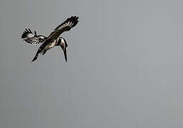 Pied Kingfisher