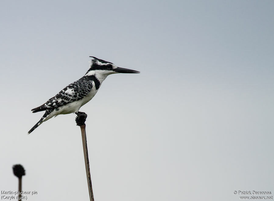 Pied Kingfisheradult, identification