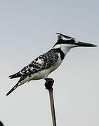 Pied Kingfisher