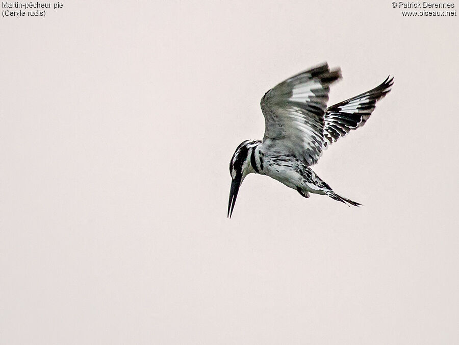 Pied Kingfisheradult, Flight, Behaviour