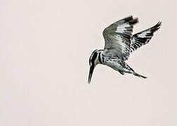 Pied Kingfisher