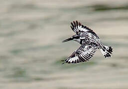 Pied Kingfisher