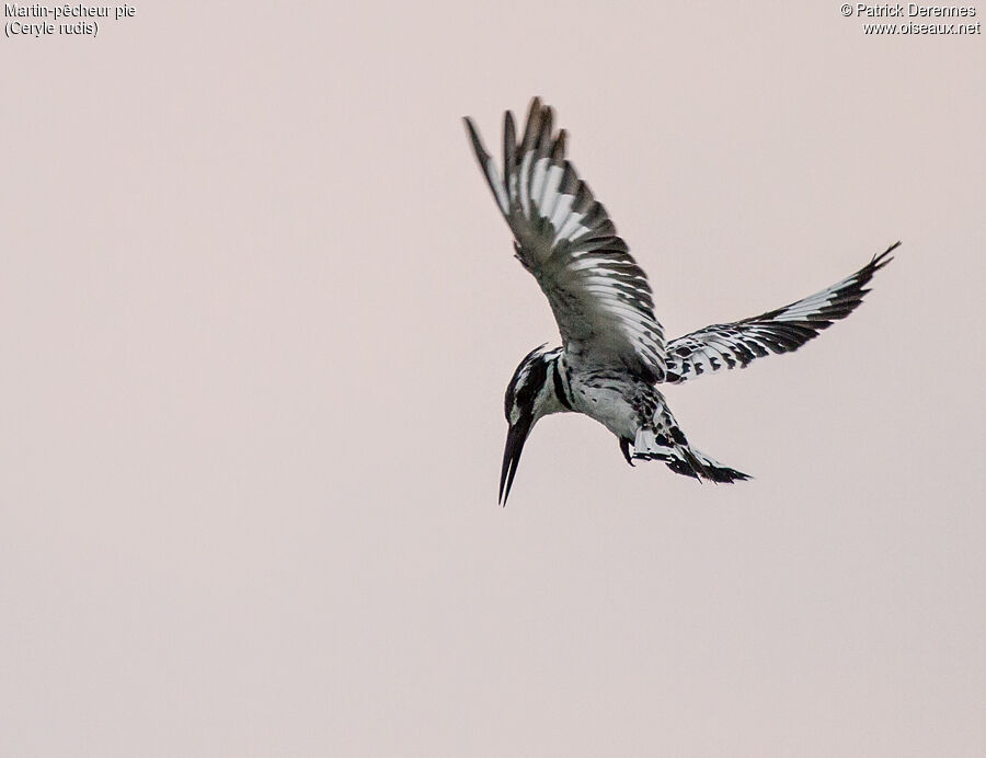 Pied Kingfisheradult