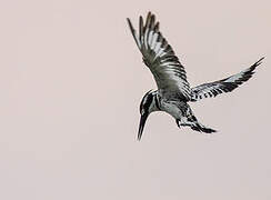 Pied Kingfisher