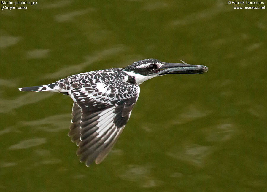 Pied Kingfisheradult, Flight, feeding habits, Behaviour