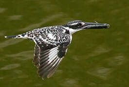 Pied Kingfisher