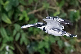 Pied Kingfisher