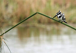 Pied Kingfisher