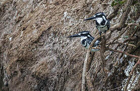 Pied Kingfisher