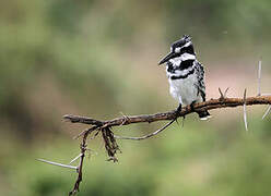 Pied Kingfisher