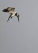 Pied Kingfisher