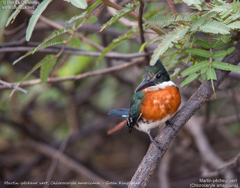 Green Kingfisher male, identification, habitat