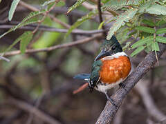 Green Kingfisher