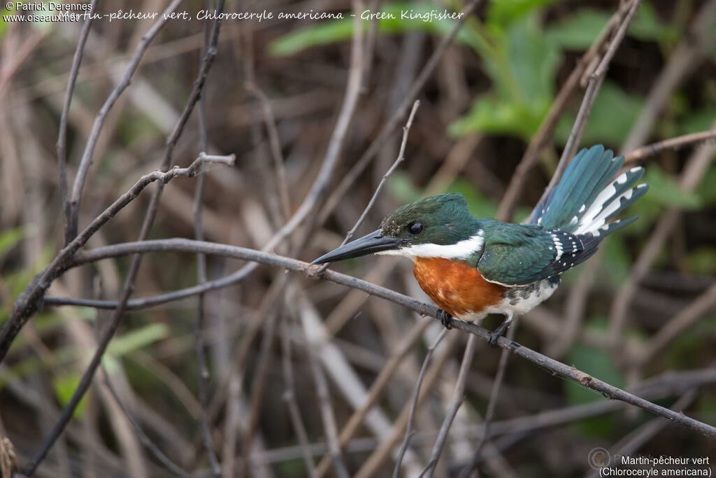 Martin-pêcheur vert mâle, identification, habitat