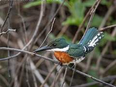 Green Kingfisher