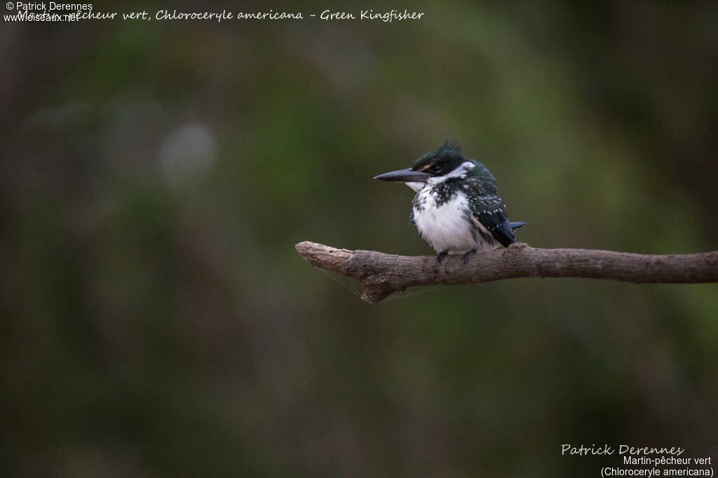 Green Kingfisher, identification, habitat