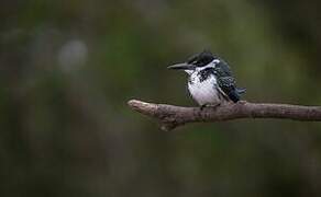 Green Kingfisher