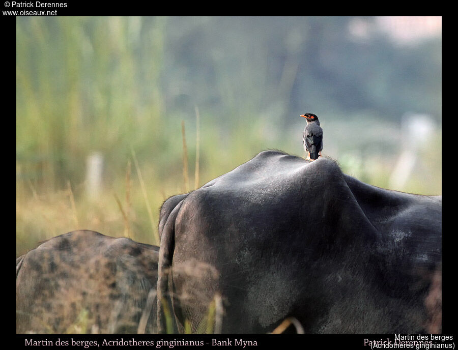 Bank Myna, identification, habitat