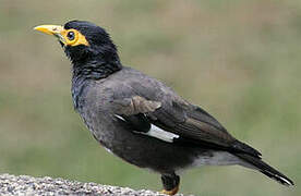 Common Myna