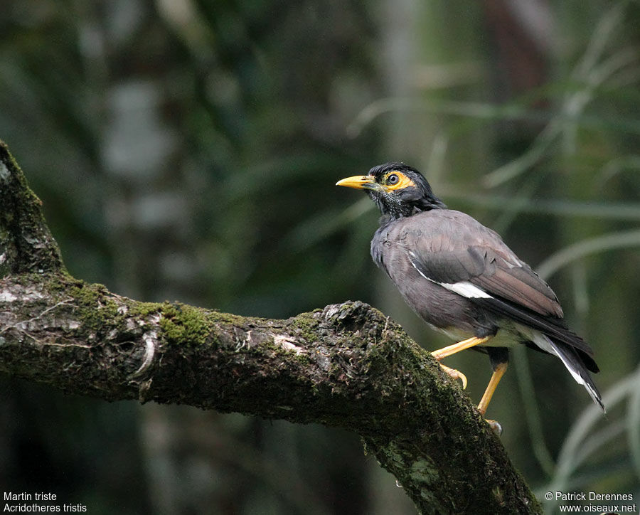 Common Mynaadult, identification