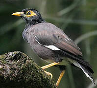 Common Myna