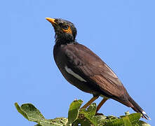 Common Myna