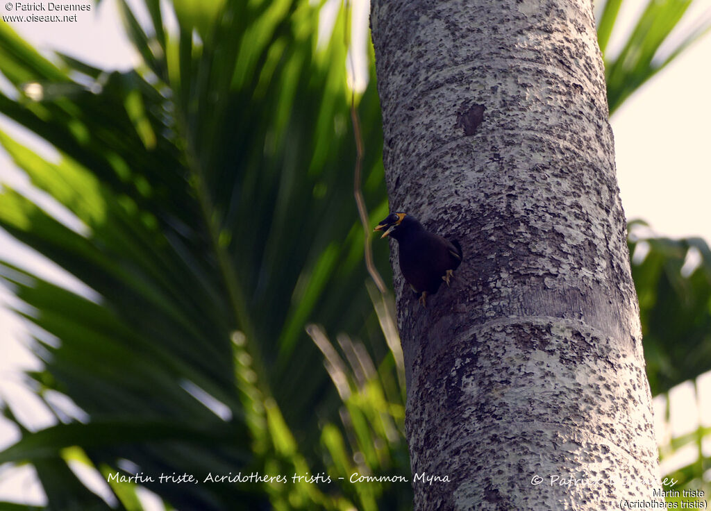 Common Myna, identification, habitat, Reproduction-nesting