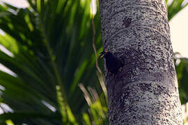 Common Myna